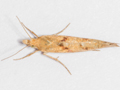 Ypsolopha sylvella